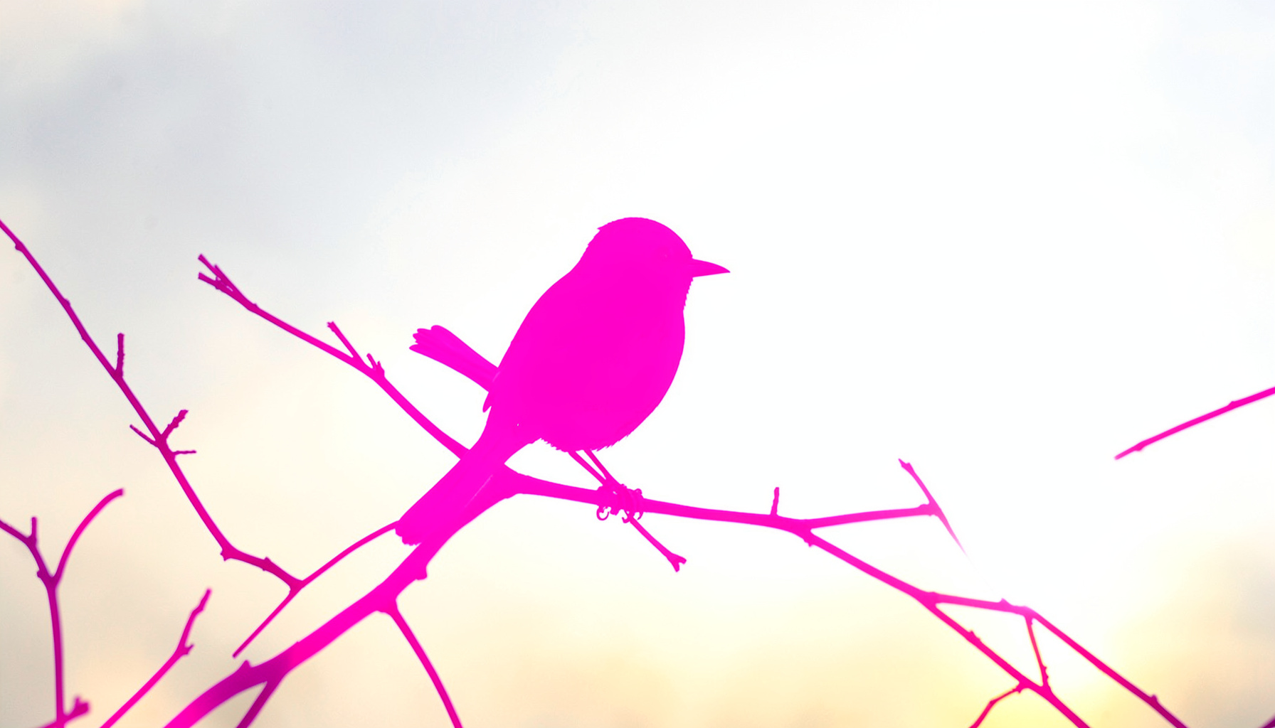 Silhouette of a small songbird perched on a bare branch against a soft dawn sky, muted greys and pale gold