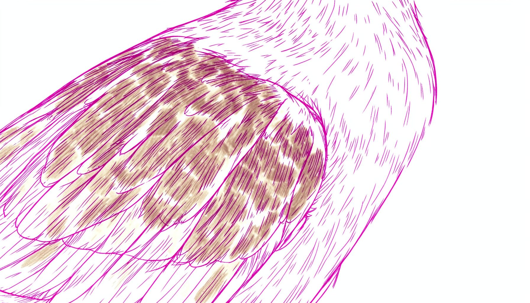 Close-up of mottled brown and cream feathers with fine barring, soft natural light