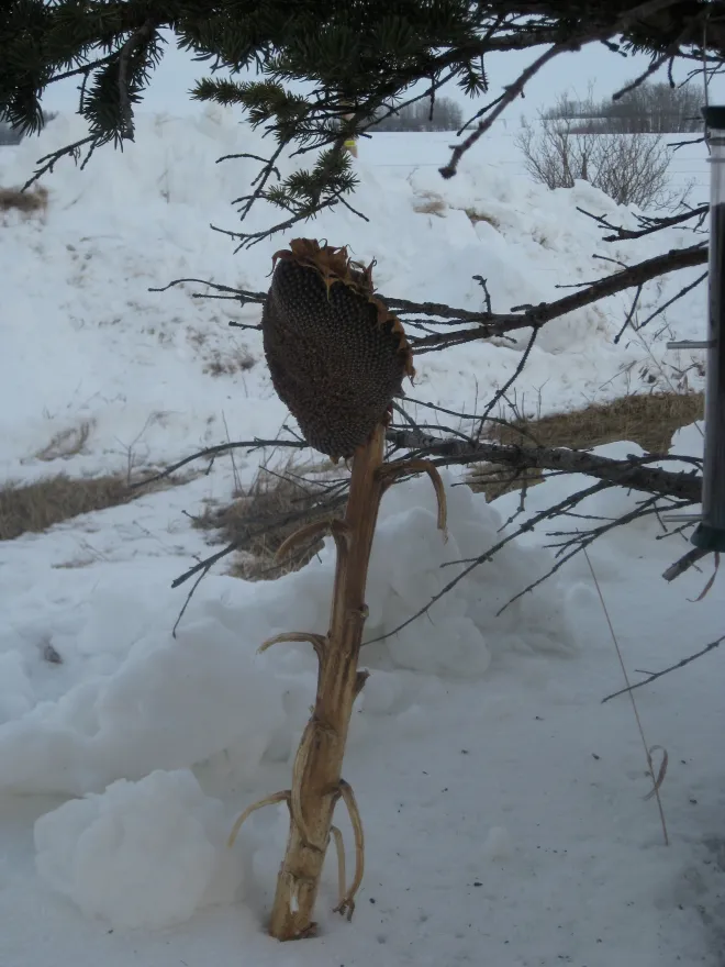 Dried sunflower head on a stalk stuck in snow beneath evergreen branches, muted winter colors
