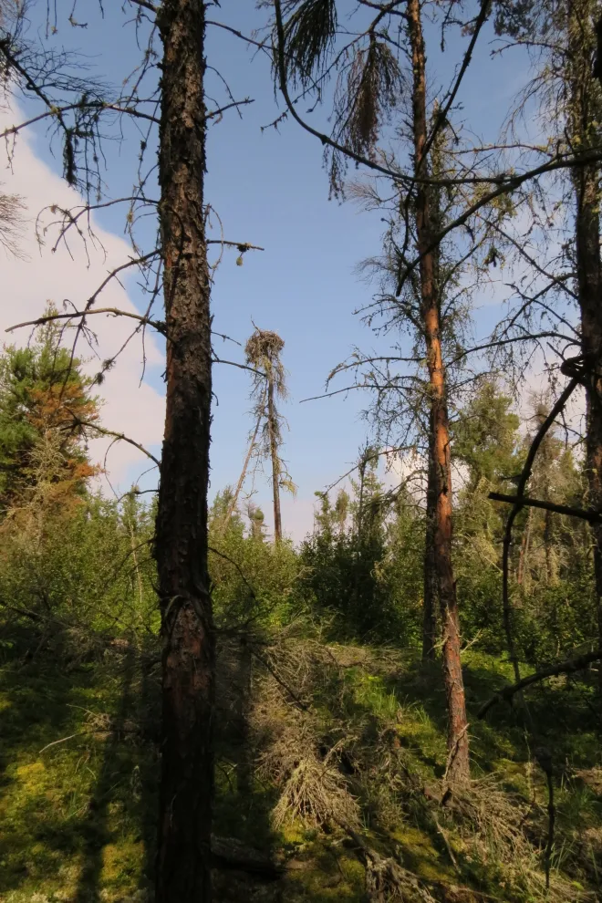 Forest scene with tall thin trees, one holding a large nest, greenery below, blue sky