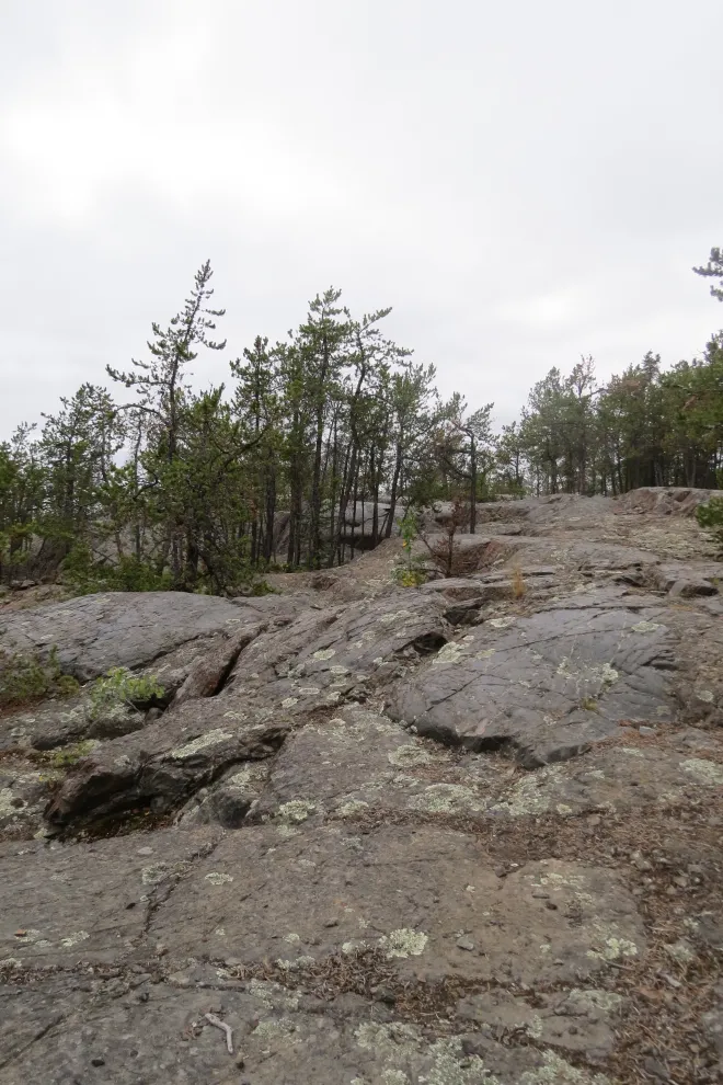 Rocky outcrop with lichen patches and sparse pine trees under a cloudy grey sky