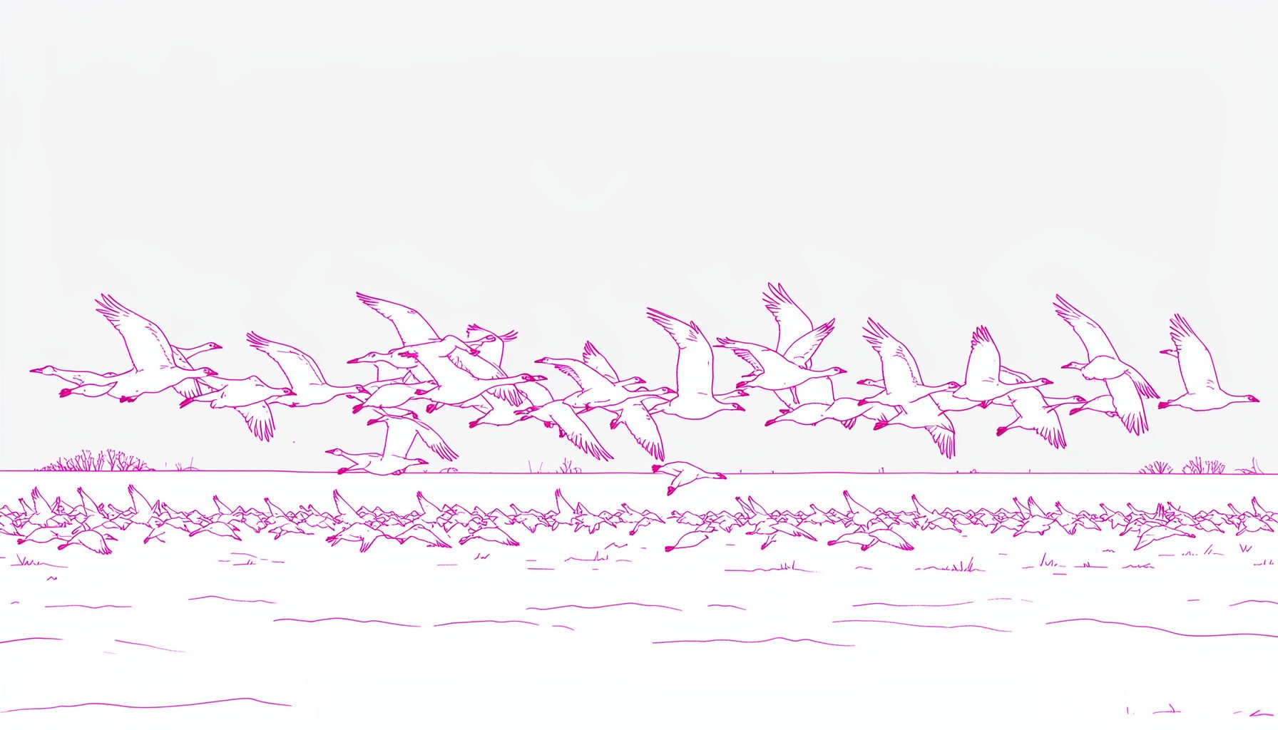 Large flock of snow geese taking off from a snowy field, white birds against a pale grey sky